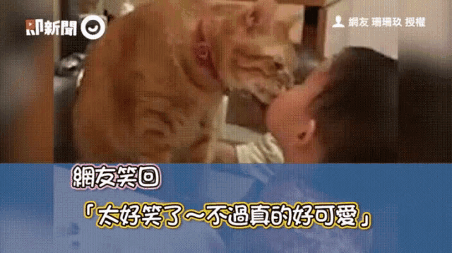 a video of a cat licking a man 's face in a foreign language