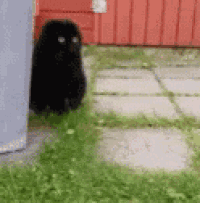 a black cat is sitting in the grass in front of a red fence .