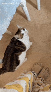 a cat sitting on a wooden floor next to a person 's feet with bilibili written on the bottom