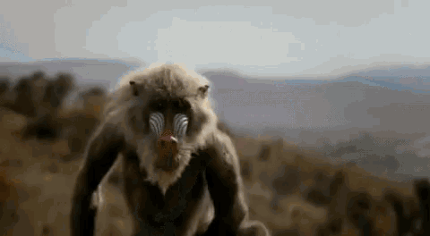 The Lion King Live Action GIF - The Lion King Lion King Live Action GIFs