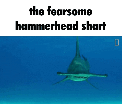 Hammer Head Hammerhead GIF - Hammer Head Hammerhead Shark GIFs