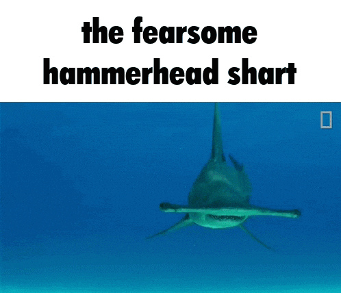 a hammerhead shark is swimming in the ocean with the caption the fearsome hammerhead shark