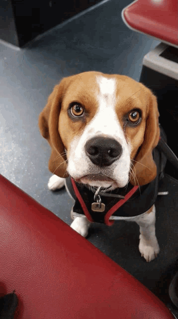 a brown and white dog wearing a black harness and a tag that says ' j. '