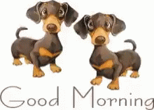Good Morning Dog GIF - Good Morning Dog GIFs