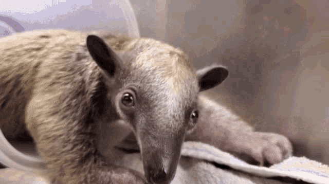 a small animal is laying on a towel looking at the camera