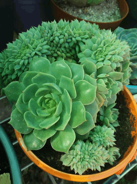 a potted plant with lots of green flowers and leaves