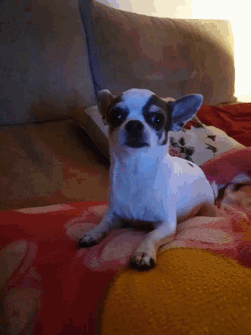 a small dog is laying on a couch and looking up at the camera