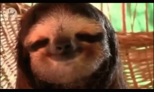 Sloth Smile GIF - Sloth Smile Chill GIFs