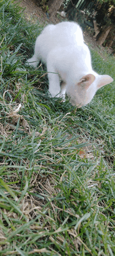 a white cat is sniffing the grass in the yard
