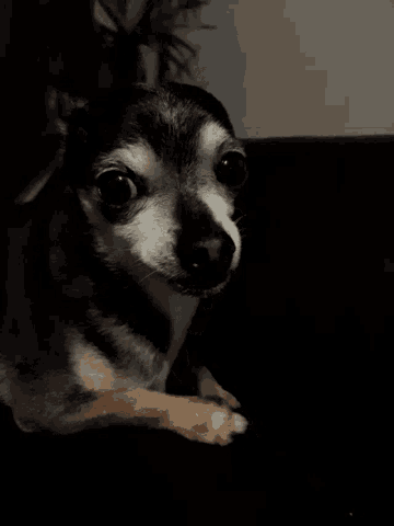 a small black and white dog is laying on its back