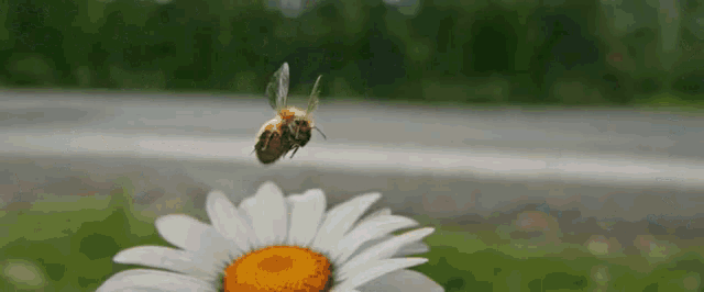 a bee is flying over a daisy flower