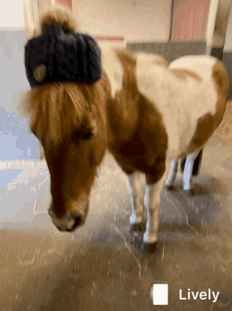 Pony Hat GIF - Pony Hat Funny GIFs