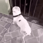 a white dog is standing on its hind legs on a tiled floor in front of a fence .