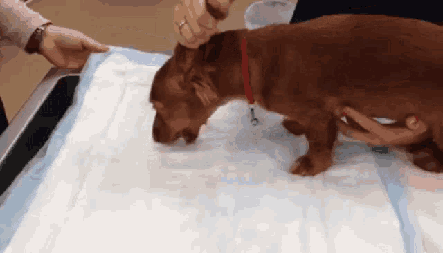 a dog with a red collar is laying on a blue towel