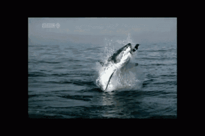 I'M Flying, I'M Flying! GIF - Shark Jump Slowmotion GIFs