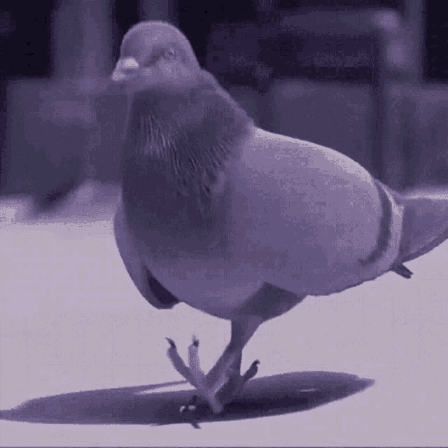 a pigeon is walking on its hind legs on a concrete surface