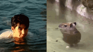a man is swimming in a body of water next to a frog .