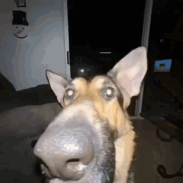 Sogie Dog GIF - Sogie Dog Long Nose GIFs