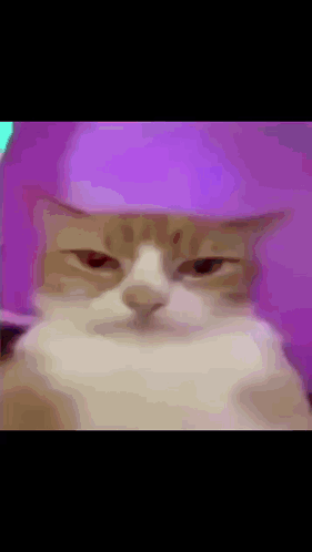 Cat Drip Cat GIF - Cat Drip Drip Cat GIFs