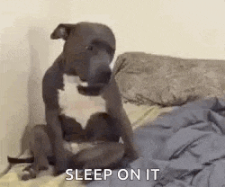 a dog is sitting on a bed with the words `` sleep on it '' written above it .