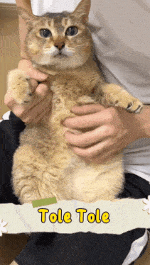 a person is holding a cat with the name tole tole written on the bottom