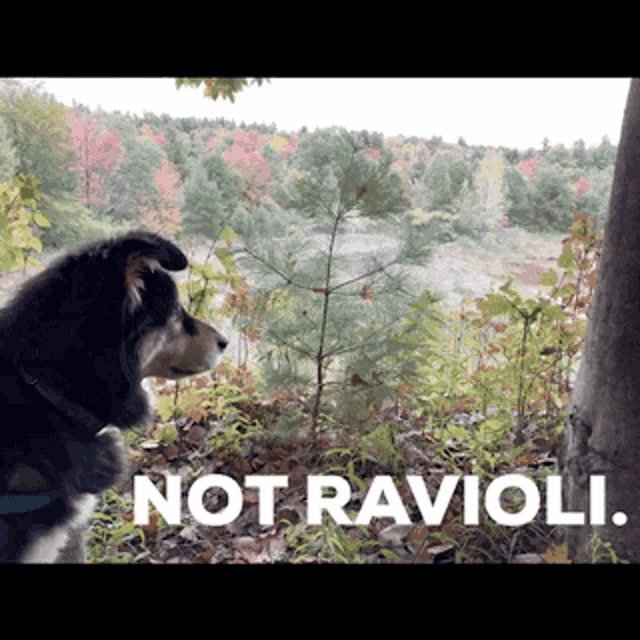 Ravioli Dog GIF