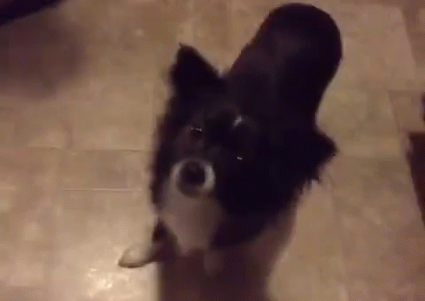 Chihuahua Wolfie GIF - Dog Puppy GIFs