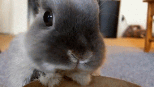 Nomnom Rabbit GIF - Nomnom Rabbit Eating GIFs