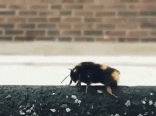 High Five Bees GIF - High Five Bees Bugs GIFs