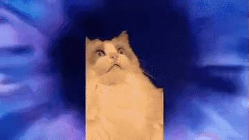 a cat is looking up at the camera with a blue background .