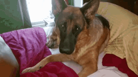 a german shepherd is laying on a bed with a pink blanket