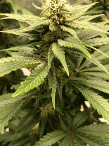 Weed Cannabis GIF - Weed Cannabis Puff GIFs