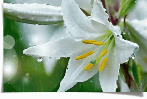 White Lily Dw White Lily GIF - White Lily Dw White Lily GIFs