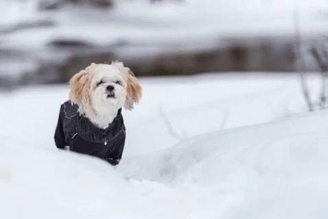 Tiuhti Winter GIF - Tiuhti Winter Dog GIFs