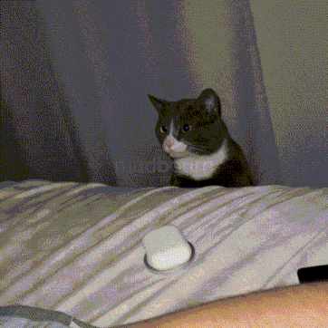 a black and white cat sitting on a bed with the word mudd on the bottom left