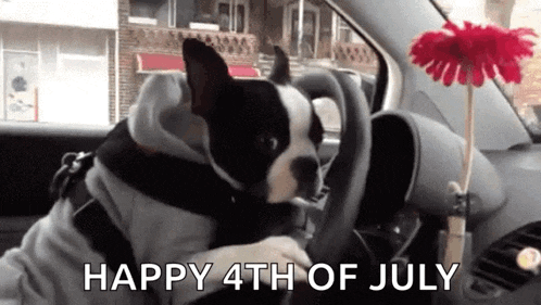 a dog is sitting in the driver 's seat of a car with a flower on the dashboard .