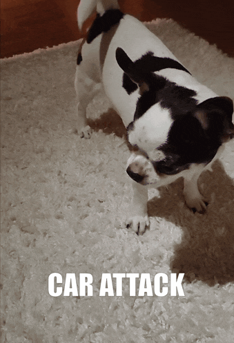 a black and white dog is standing on a white carpet with the words car attack written below it
