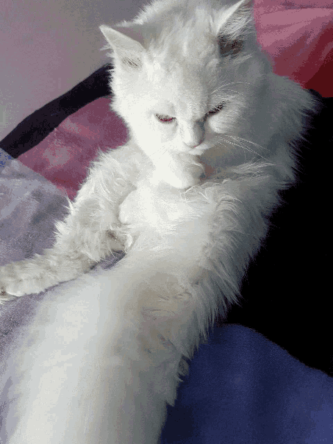 a fluffy white cat is laying on a bed