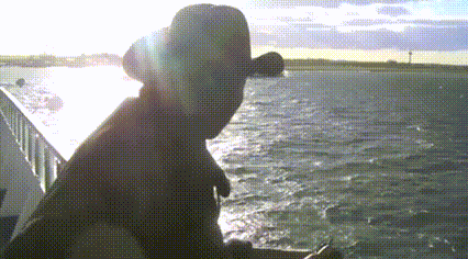 a man wearing a cowboy hat looks out over the water