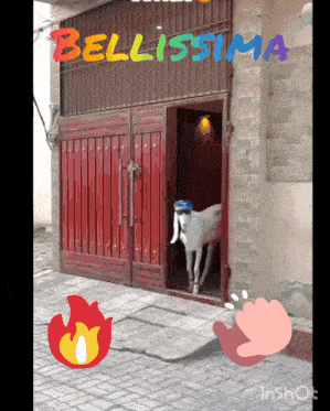 a picture of a goat wearing sunglasses and a hat with bellissima written above it