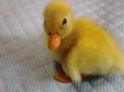 Pato Duck GIF