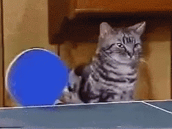 Cats Funny GIF - Cats Funny Table Tennis GIFs