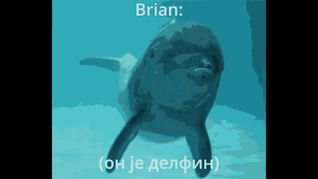 a picture of a dolphin with the name brian written on it