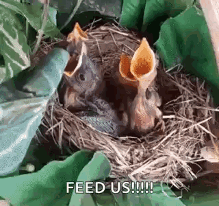Babybird Babybirdhungry GIF - Babybird Babybirdhungry Babybirdnest GIFs