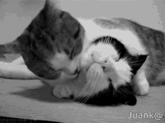 a black and white photo of two cats kissing each other