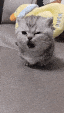 a small kitten is sitting on a couch with its mouth open and looking at the camera .