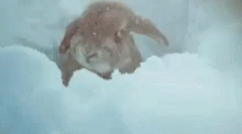 Snow Storm GIF - Snow Storm Bunny GIFs