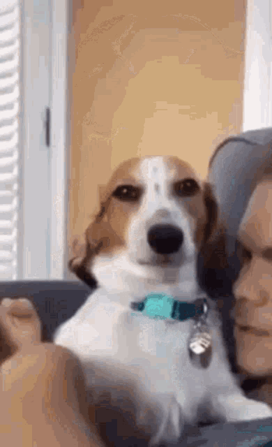 a brown and white dog is sitting next to a man on a couch looking at the camera .