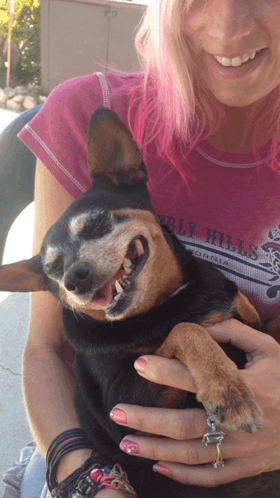 Minature Pinscher Happy Dog GIF - Minature Pinscher Happy Dog Funny Dog GIFs