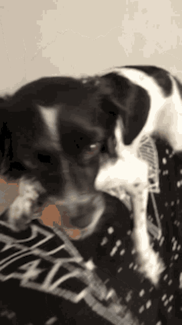 a black and white dog is licking a person 's face while wearing a star wars shirt
